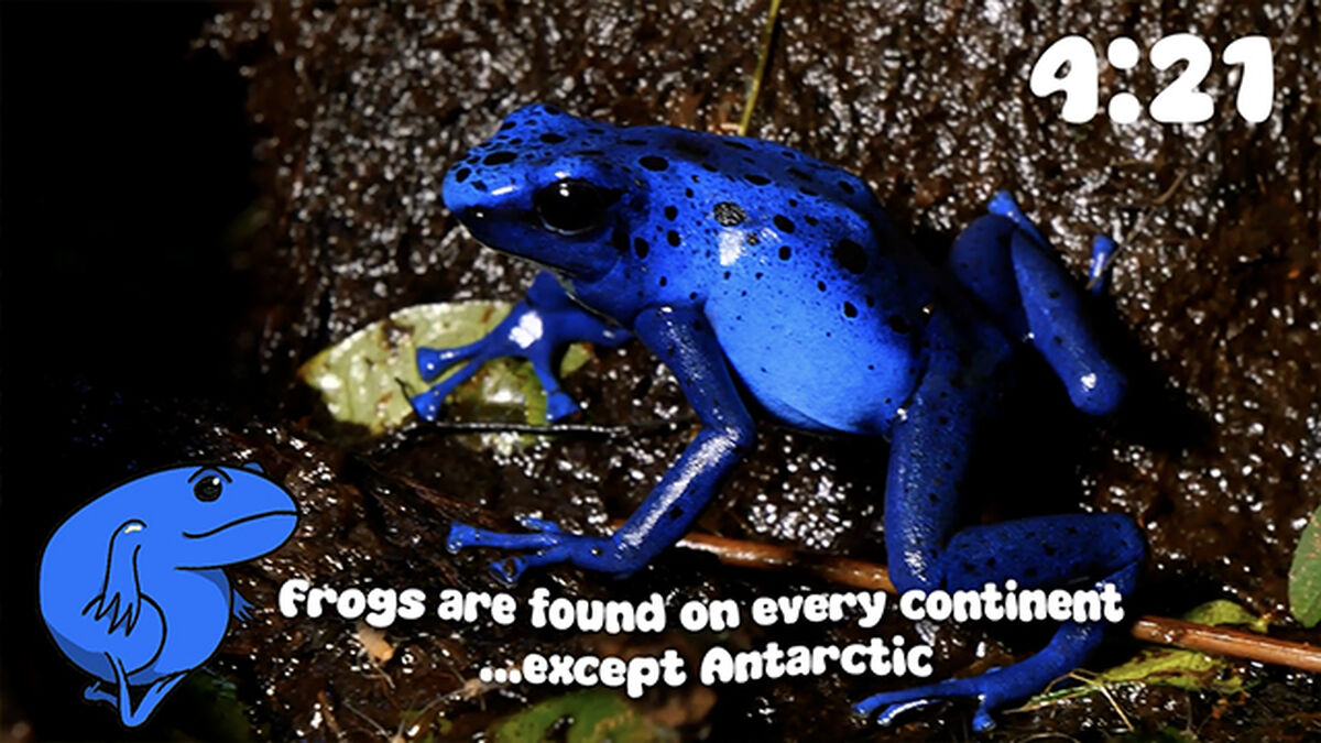 Frog Facts Countdown image number null